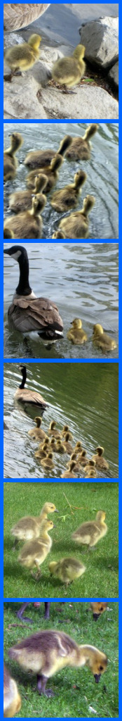 Baby ducklings being protected by their mother is a powerful image depicting the value and importance of mothers protecting their children. Children are traumatized further when they know their mom didn't protect them.